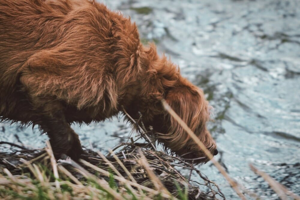 dog sniffing water