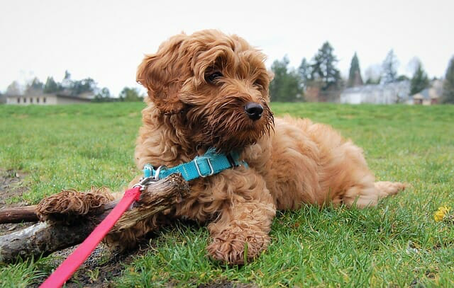 labradoodle with a leash