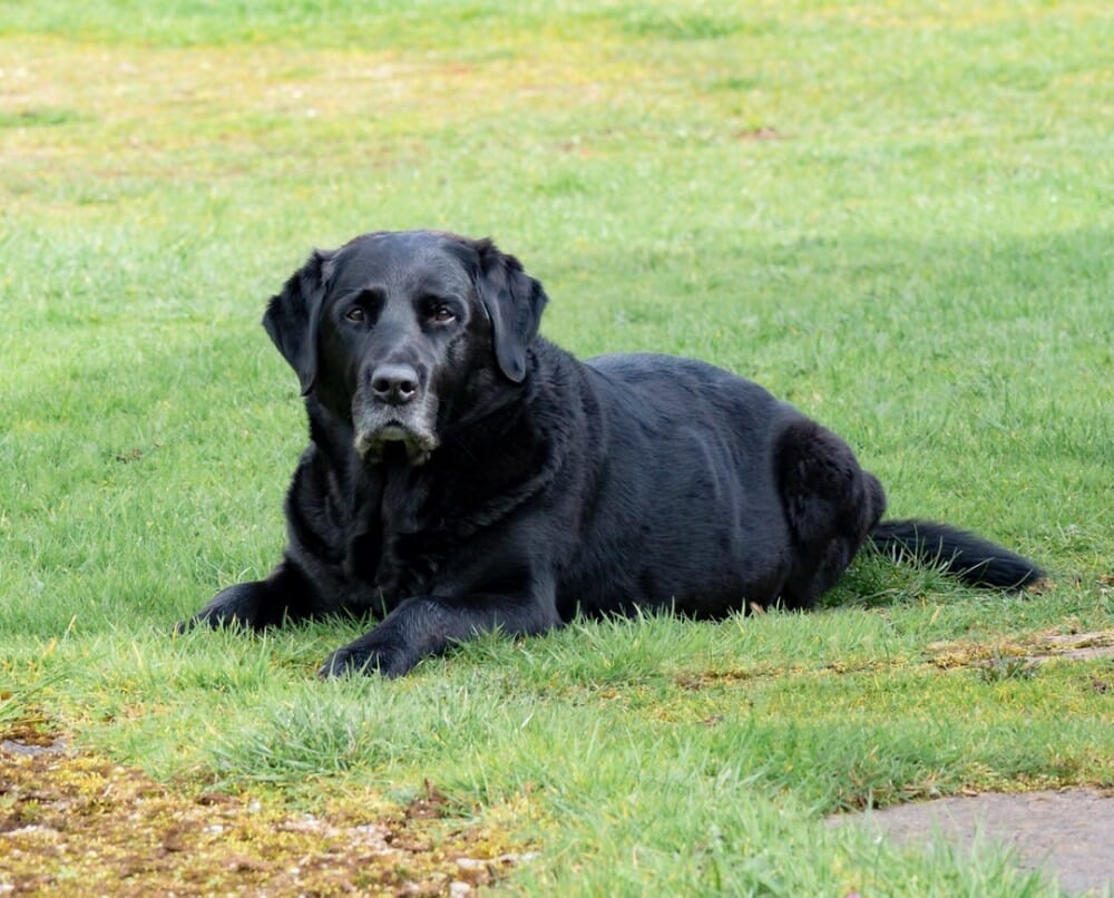 geriatric dog laying in grass