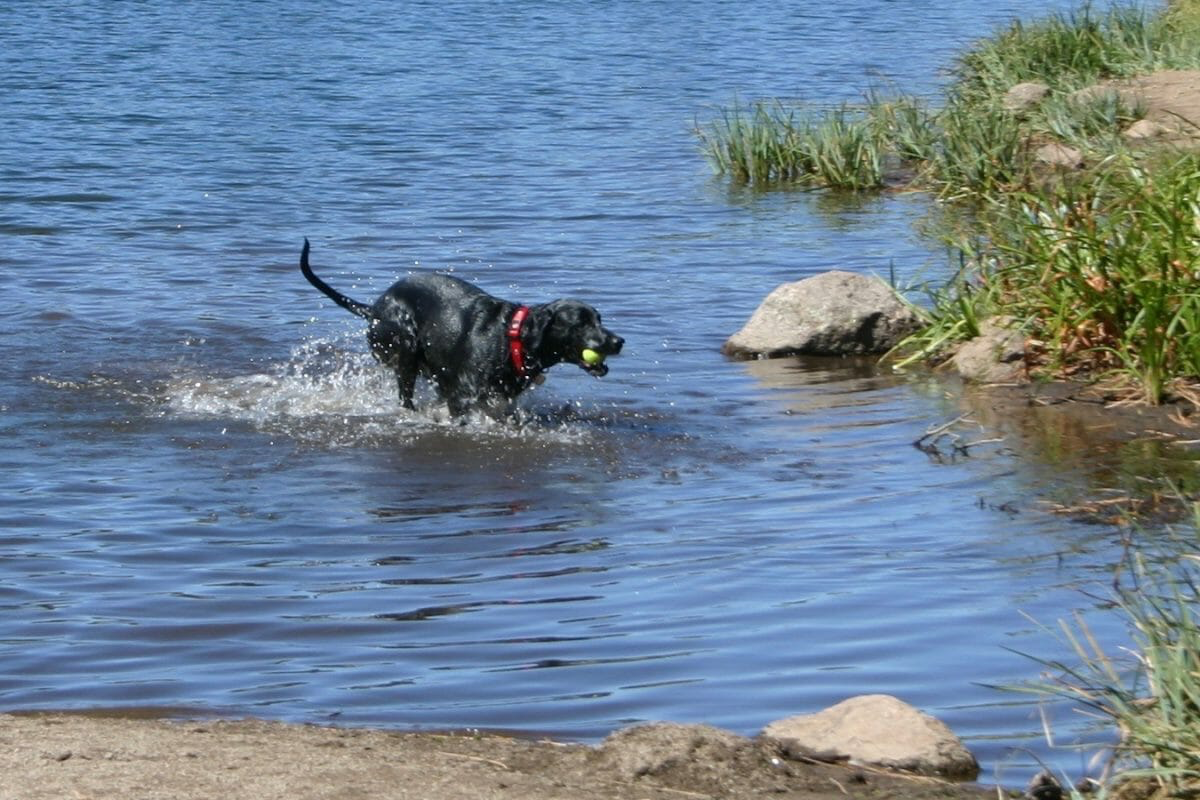 dog with ball in lake
