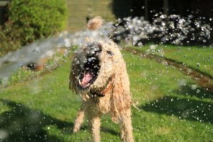 dog playing with water hose