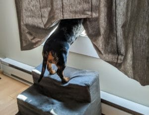 Dog Total Hip Replacement (Thr) Surgery Copyscape