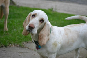 are ear infections contagious in dogs - image from pixaby by AirtPyle