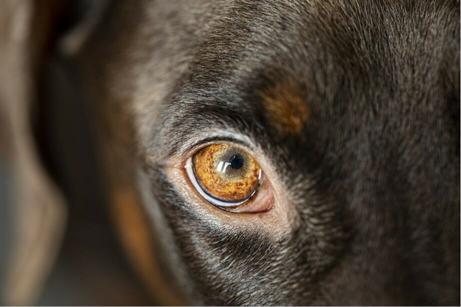 bumps around dogs eyes - image from pixabay by Sabrinasfotos.png