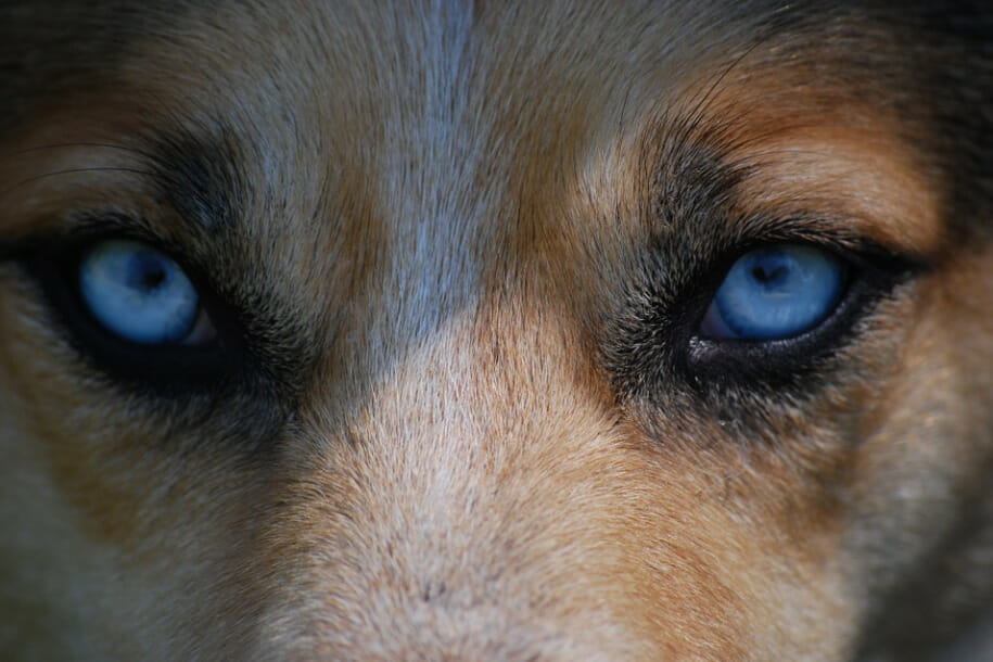 bumps around dogs eyes - image from pixabay by staffordgreen0.png