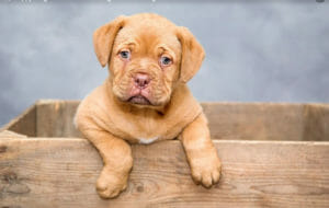 do dogs have growing pains image from pixabay by vlaatje