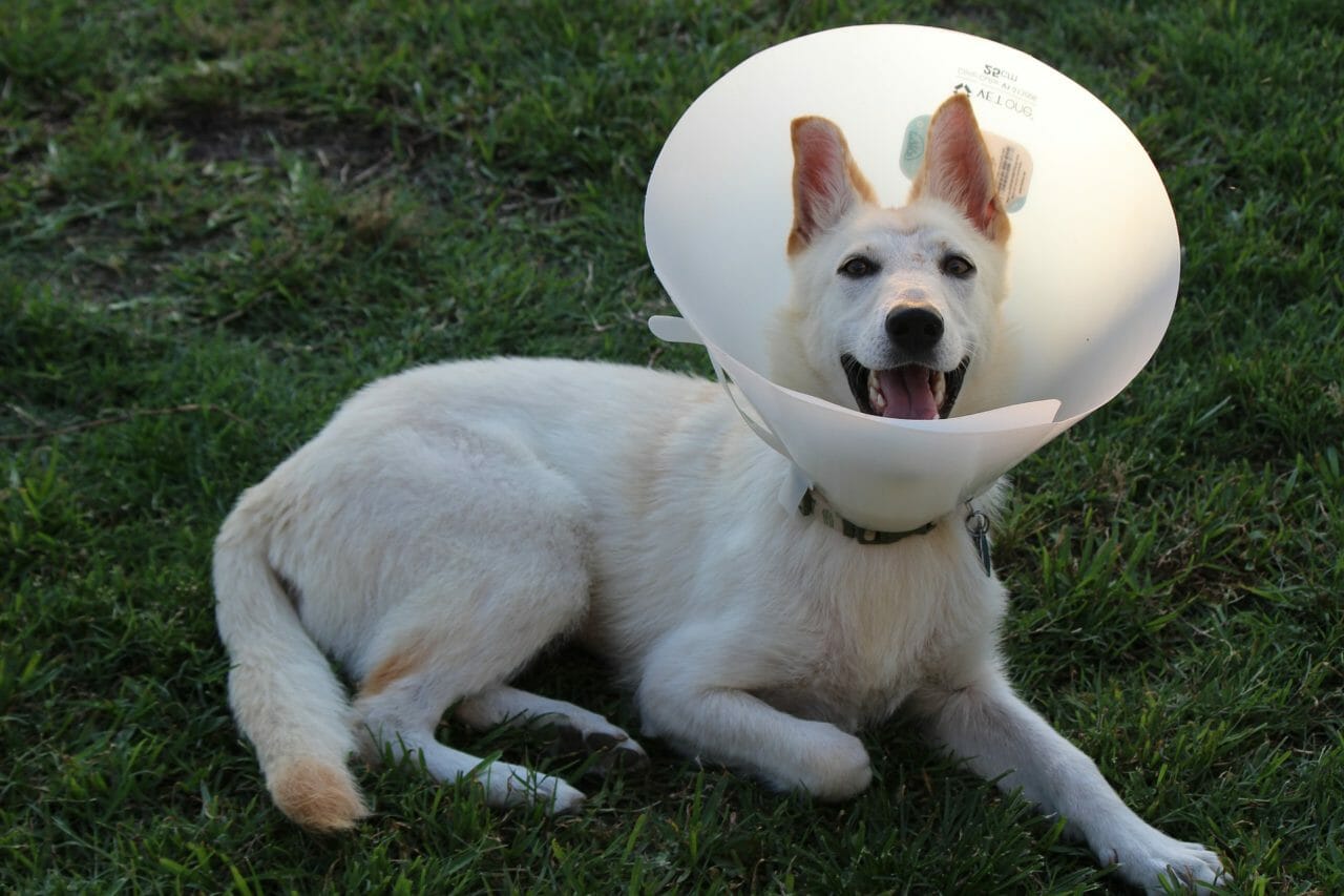 how long will my dog be in pain after neutering