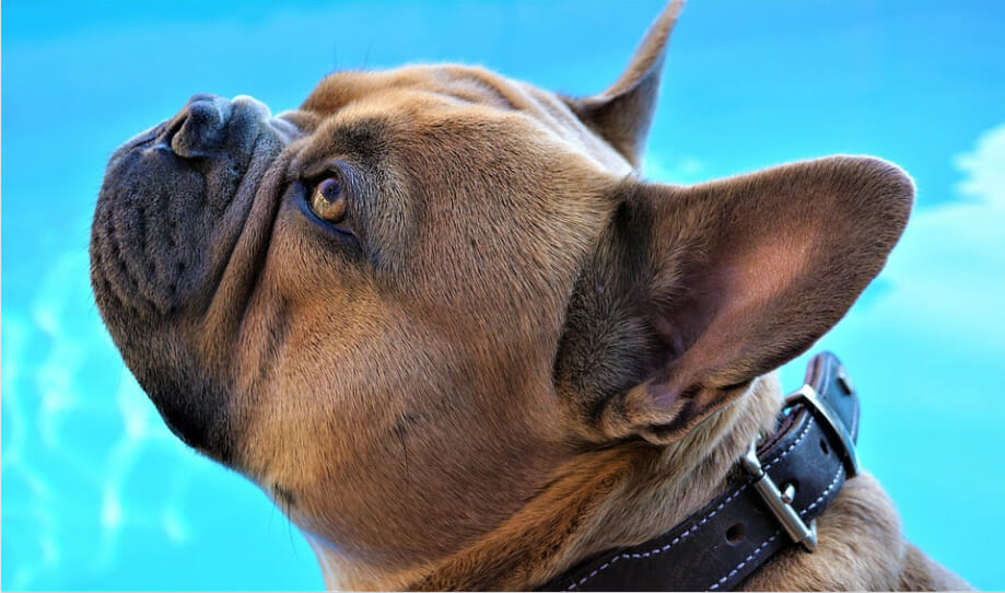 dog ear bleeding - image from pixabay by Mylene2401