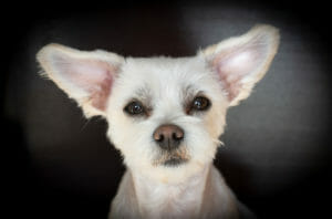 dog ear bleeding - image from pixabay by Pezibear
