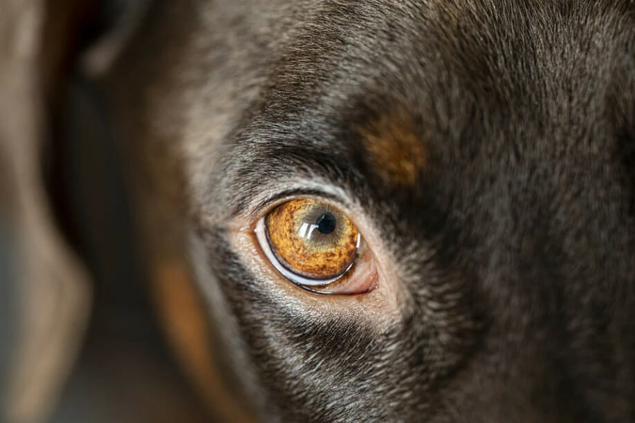 dog eyelid cyst - image from pixabay by Sabrinasfotos