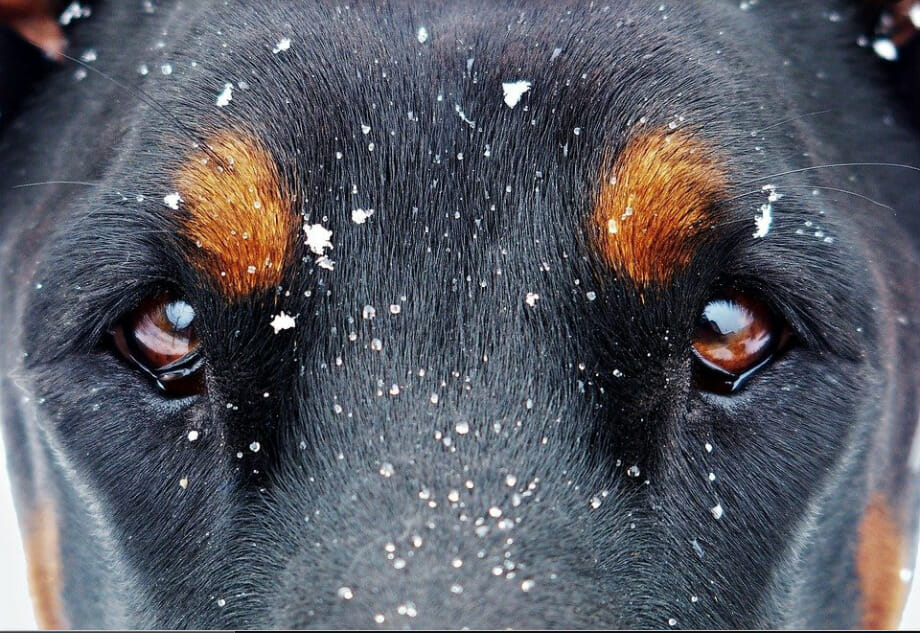 dog eyelid cyst - image from pixabay by YamaBSM