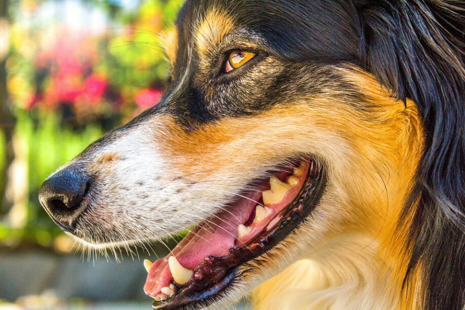 dog mouth cyst - image from pixabay by Nicholas_Demetriades