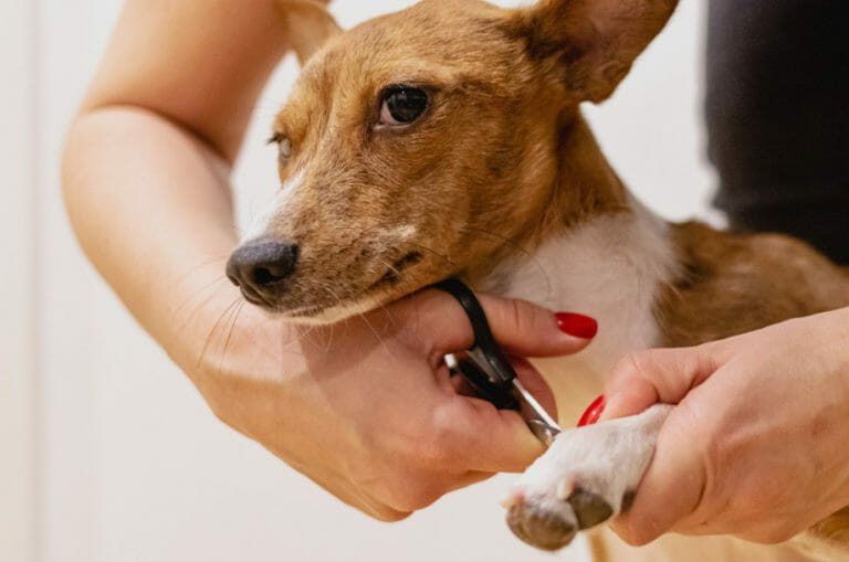 Dog Nail Bed Infections Signs, Causes, and Treatment