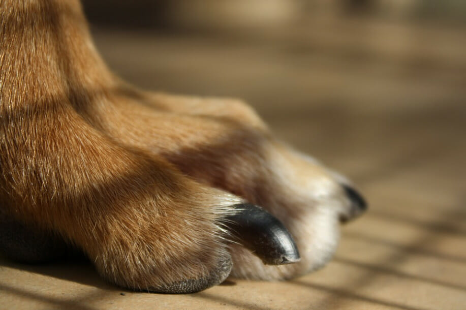 dog nail bed infection - image from pixabay by ulisesbeviglia.png