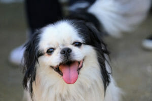 dog sores under chin - image from pixabay by GoranH