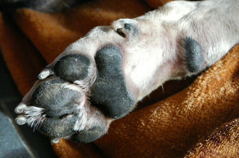 dog toes amputation - image from pixabay by Almi