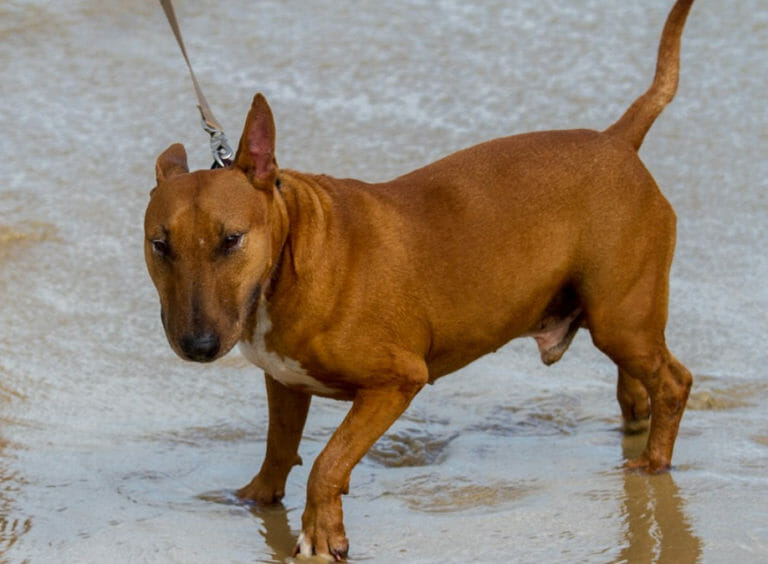 Dog Toe Amputation Everything You Need To Know