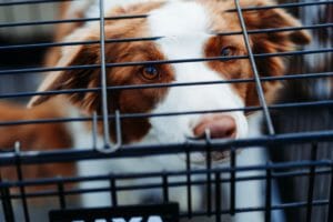how to confine a dog after surgery