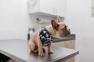 Dog Shaking After Eating