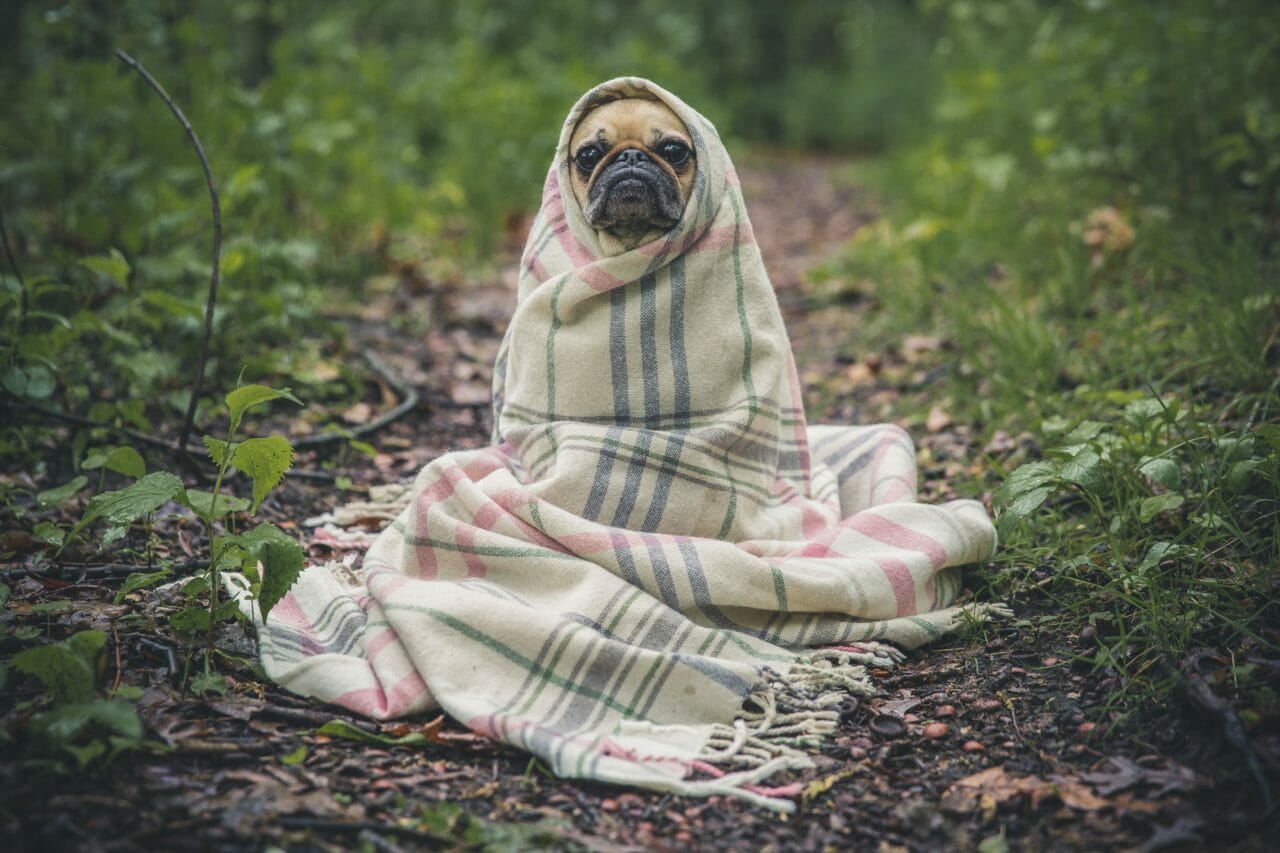 dog-shaking-after-eating-cause-treatment